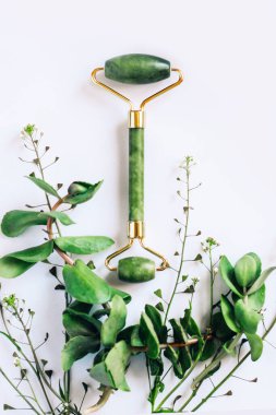 Crassula, Cactaceae ve Sansevieria ahşap bir arka planda, bir saksıda, ev bahçeleri için bir bitki