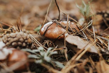 Kahverengi şapkalı yenilebilir mantar Suillus Luteus sonbahar peri masalı ormanında.