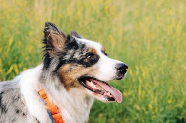 Avustralya çoban köpeğinin bir köpeği, kahverengi gözlü, yakın planda..