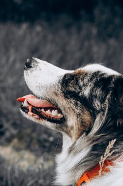 Avustralya çoban köpeğinin bir köpeği, kahverengi gözlü, yakın planda..