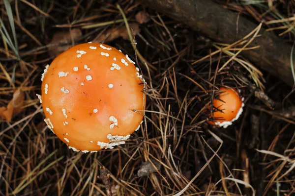 Roter Giftiger Amanita Pilz Herbstlichen Märchenwald — Stockfoto