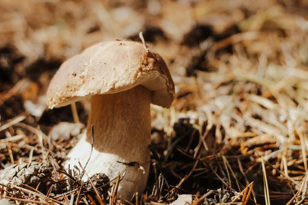 Edible Mushroom Brown Cap Boletus Edulis Autumn Fairy Tale Forest — Stock Photo, Image