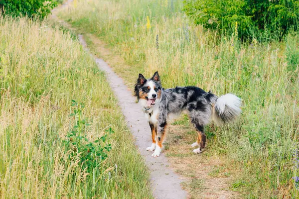 Chien Berger Australien Reproduit Avec Les Yeux Bruns Sur Une — Photo