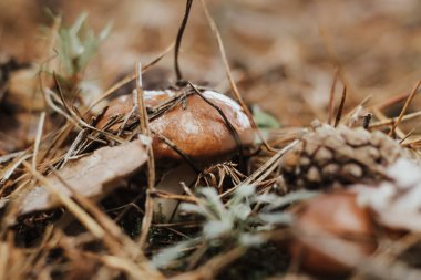 Kahverengi şapkalı yenilebilir mantar Suillus Luteus sonbahar peri masalı ormanında.