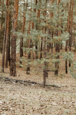 Orman çam güz manzarası, düşen iğneler, yosun ve yapraklar..