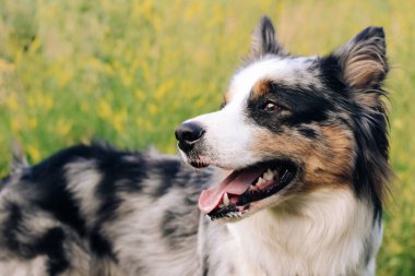 Avustralya çoban köpeğinin bir köpeği, kahverengi gözlü, yakın planda..