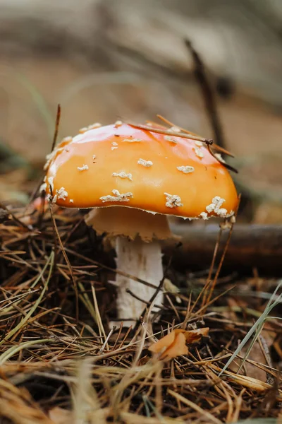 秋天童话森林中的红色毒菇 — 图库照片