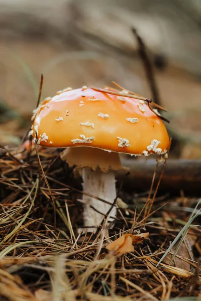 Röd Giftig Amanita Svamp Höstens Sagoskog — Stockfoto