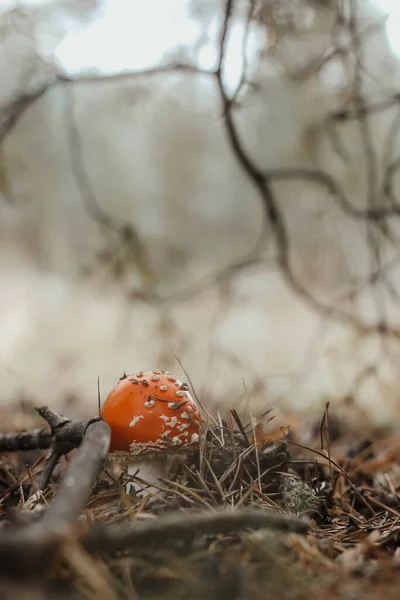 Красный Ядовитый Гриб Аманиты Осеннем Сказочном Лесу — стоковое фото