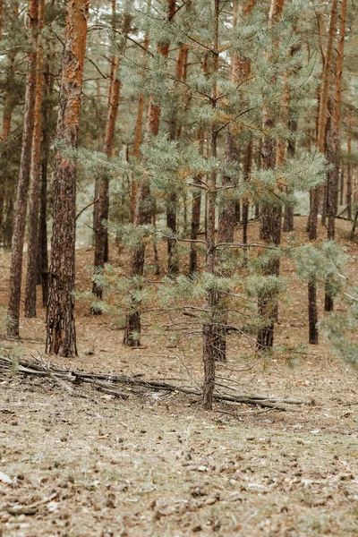 Waldkiefernherbstlandschaft Abgefallene Nadeln Moos Und Blätter — Stockfoto