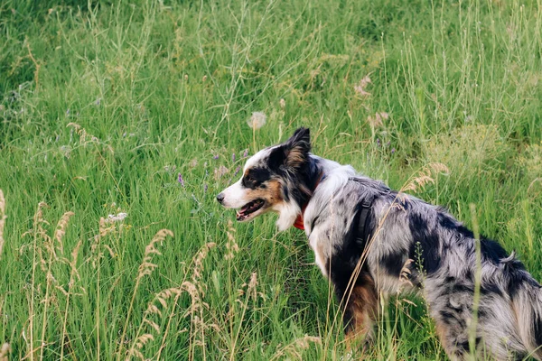 Chien Berger Australien Reproduit Avec Les Yeux Bruns Sur Une — Photo