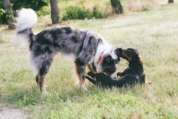 Chien Race Berger Australien Joue Avec Teckel — Photo