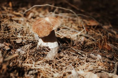 Sonbahar peri masalı ormanında yenebilir mantarlı kahverengi başlıklı Boletus edulis..