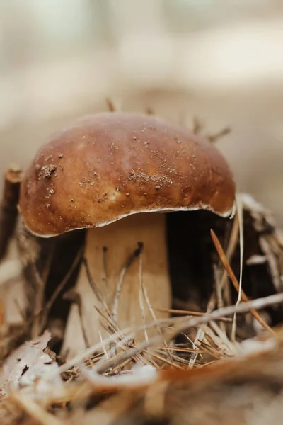 Ehető Gomba Barna Sapkával Boletus Edulis Őszi Meseerdőben — Stock Fotó