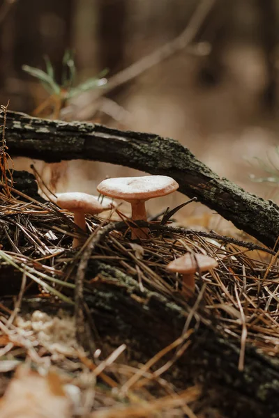 Edible mushroom with a brown Lactarius cap in an autumn fairy-tale forest.