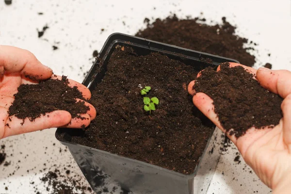 Pote Com Uma Planta Casa Plantando Uma Planta Cultivada Sementes — Fotografia de Stock