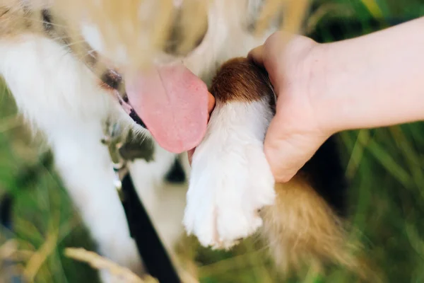 오스트레일리아 목자의 발걸음을 내딛고 걸어가라는 명령에 순종하다 — 스톡 사진