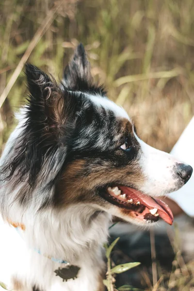 Pies Australijskiej Rasy Pasterza Brązowymi Oczami Spacerze Zbliżenie — Zdjęcie stockowe