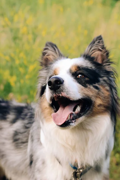 Een Hond Van Australische Herder Ras Met Bruine Ogen Een — Stockfoto