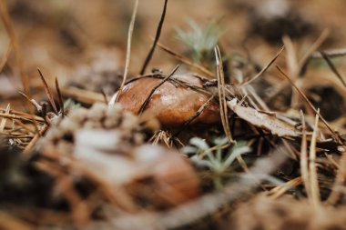 Kahverengi şapkalı yenilebilir mantar Suillus Luteus sonbahar peri masalı ormanında.
