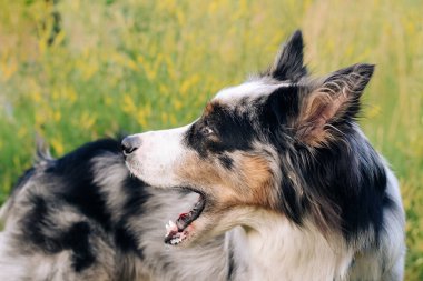 Avustralya çoban köpeğinin bir köpeği, kahverengi gözlü, yakın planda..