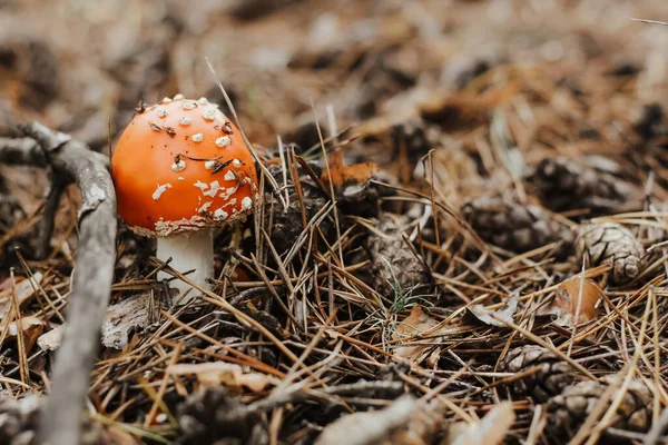 Fungo Amanita Velenoso Rosso Nella Foresta Fiabesca Autunno — Foto Stock