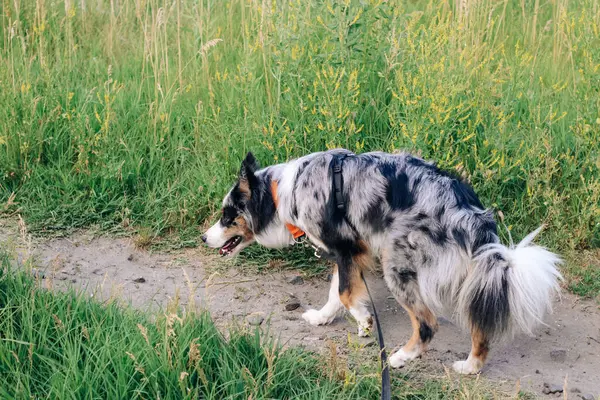 Chien Berger Australien Reproduit Avec Les Yeux Bruns Sur Une — Photo