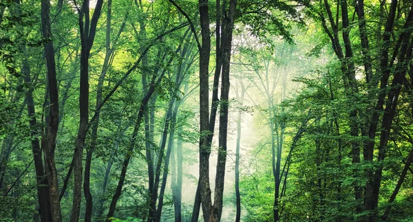 Green forest background — Stock Photo, Image