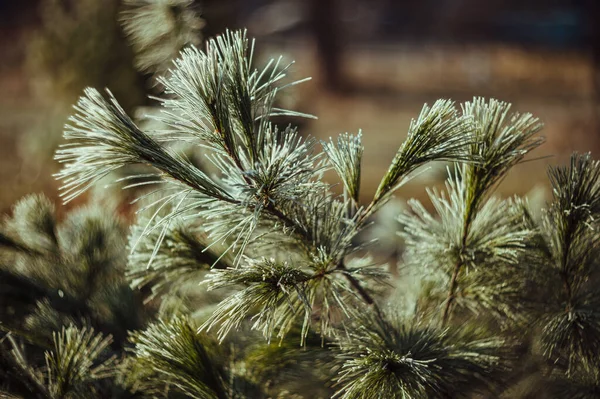 针叶树 霜冻中的分枝 — 图库照片