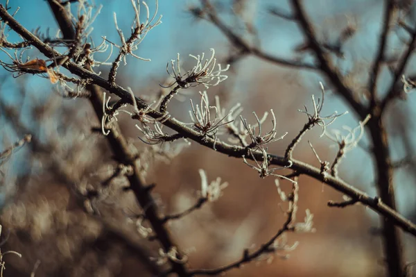 Trädgrenar Täckta Med Frost Solljus — Stockfoto
