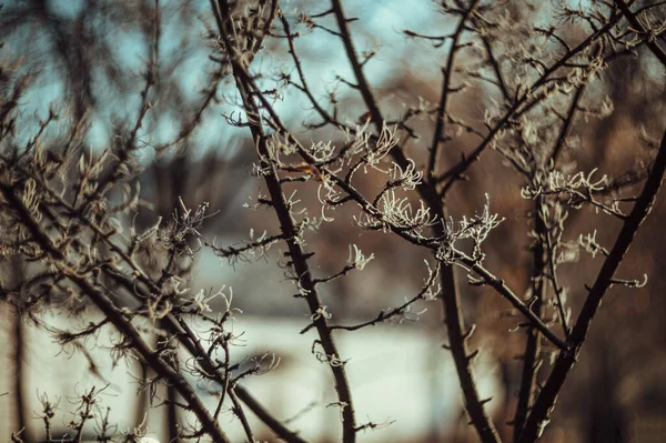 Zweige Sonnenlicht Mit Frost Bedeckt — Stockfoto