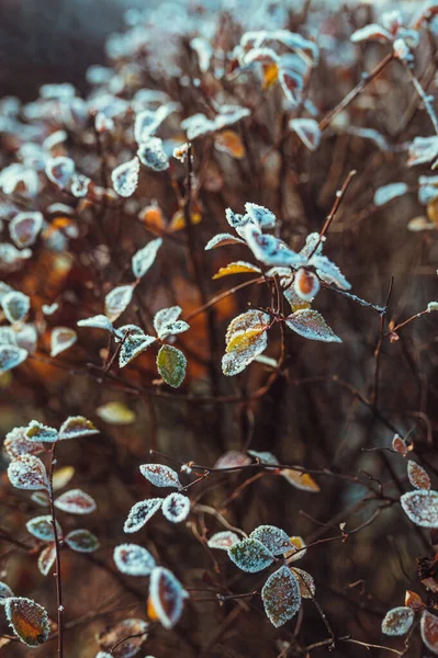 Foglie Glassate Alla Luce Del Sole — Foto Stock