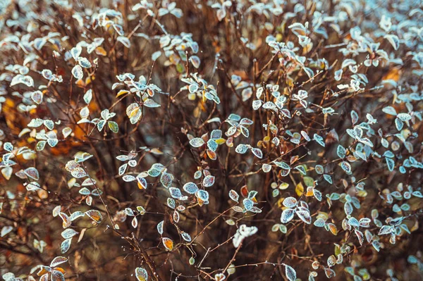 Gefrostete Blätter Sonnenlicht — Stockfoto