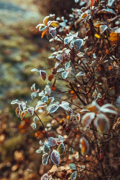 阳光下结霜的叶子 — 图库照片