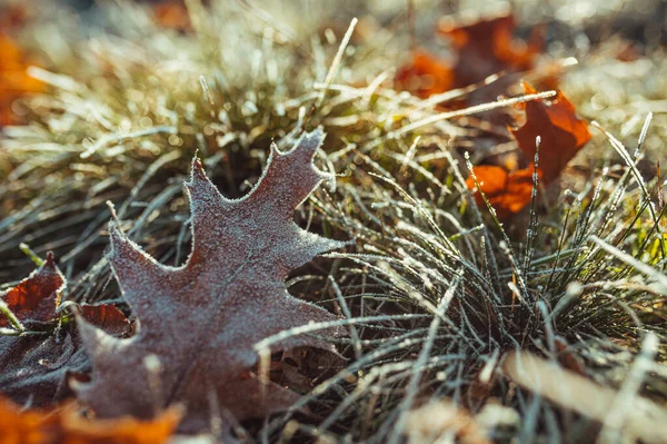 Frosted Grass Sunlight Maple Leaf — Stock Photo, Image