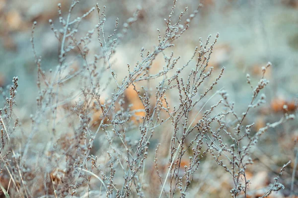 Gras Mit Frost Bedeckt Stockbild