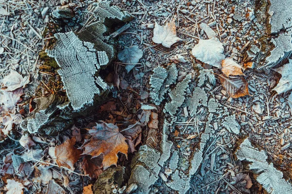 Мороз Пне Листьях Лицензионные Стоковые Фото