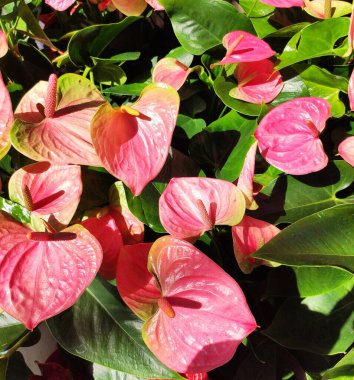 Pembe yaprakları ve parlak yeşil yaprakları olan Anthurium andreanum seranın parlak güneşinde gün boyunca alınır.