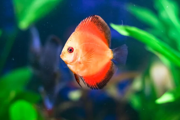 Piros diszkosz hal tartály — Stock Fotó