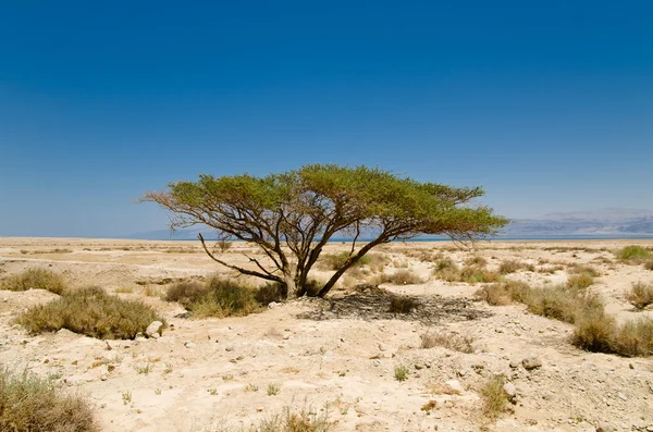 Lonely tree — Stock Photo, Image