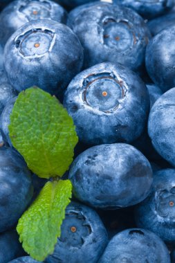 beyaz zemin üzerine yeşil yaprakları ile yaban mersini