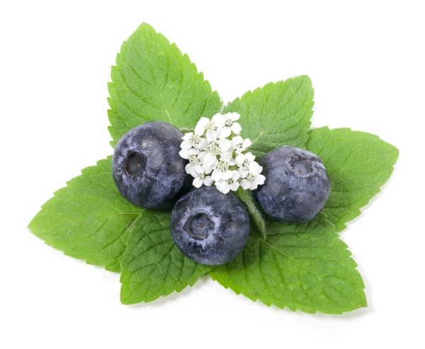 Blueberry met groene leaf op witte achtergrond — Stockfoto