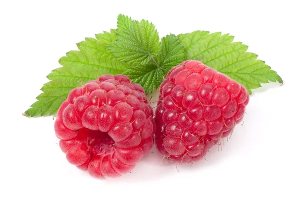 Ripe raspberry on white background — Stock Photo, Image