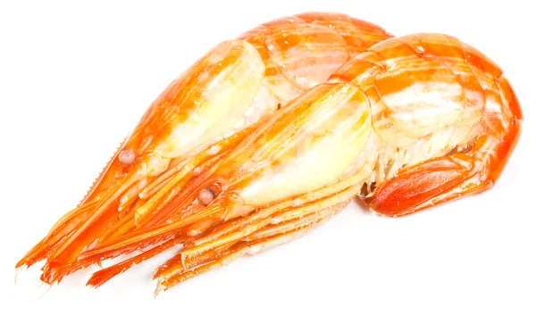 Shrimp on white background — Stock Photo, Image