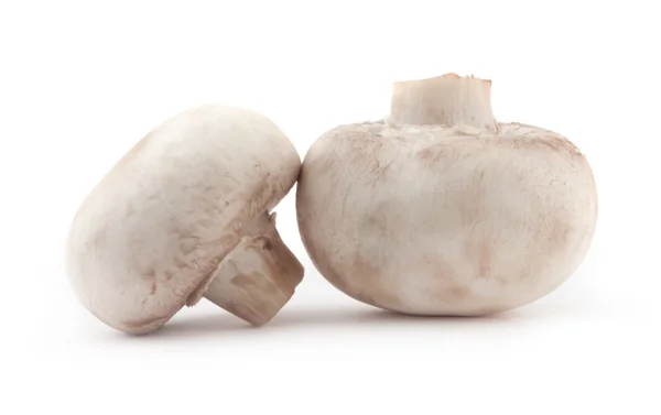 Mushroom — Stock Photo, Image