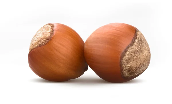 Two Hazelnut on white background — Stock Photo, Image