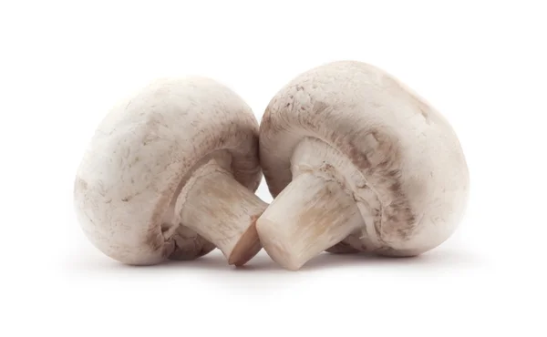 Mushroom Stock Image