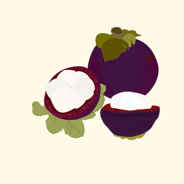 Frutos del mangostán — Archivo Imágenes Vectoriales