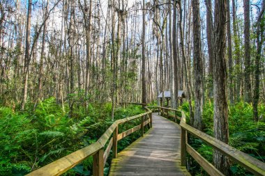 Everglades florida