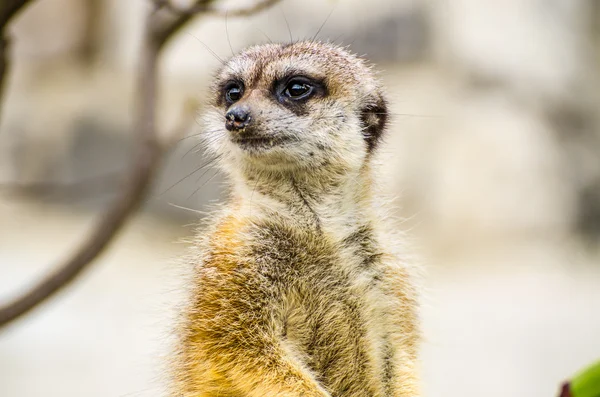 Suricata o suricata (Suricata suricatta ) — Foto de Stock